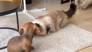 Cat Met A Dog