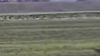 Amazing Fighting of Eagle ???? Vs Rabbit ????