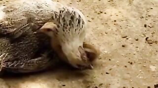 Mother Love