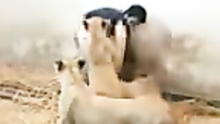lion-s-attack-on-my-frien