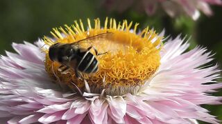 Honey bee