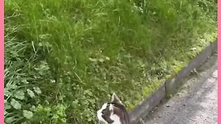 Funny cat