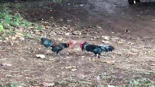 rooster fight for territory, kauai, hawaii