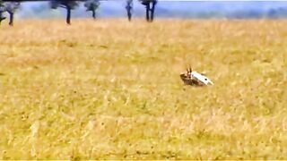 Cheetah attack on deer