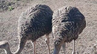 Interesting Giants birds