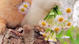 Cute rabbits #animal