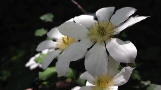 Nature beautiful flowers