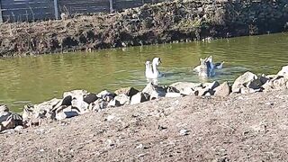 Funny geese diving underwater