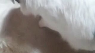 Dog having a massage break with a specialist massager