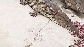 Raising Feeding Crocodiles Eating Time Dap lifestyle 2023-HD