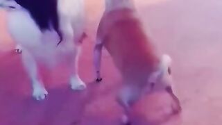 Best Funny Animal Videos 2022 ???????? - Funniest Dogs And Cats Videos ????