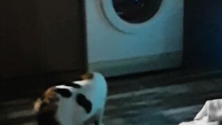 funny cat has been scare from a washing machine