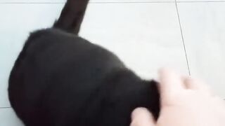 This is Bertie , he's the most beautiful loving cat ,