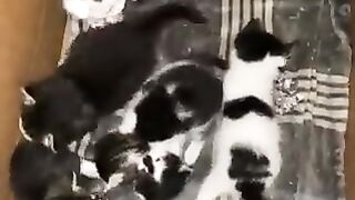 My cats are playing with there toys they are beautiful