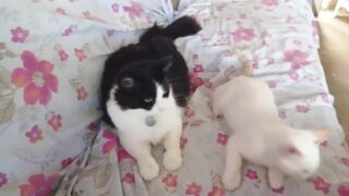 Aurora and Salém cats