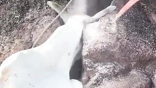 🐄😱 COW TRAPPED! ITS HEAD IS STUCK BETWEEN ROCKS, MAKING IT EXTREMELY DIFFICULT TO ESCAPE!