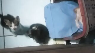KUCIL 🐱