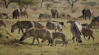 Peace in the animal kingdom