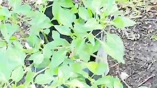My Home Garden with Strawberry and Chili Plants