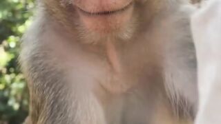 The magic monkey 🐒