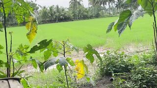 Buhay sa bukid