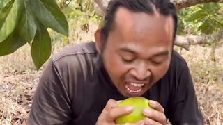 Ripe avocados are falling from the tree.