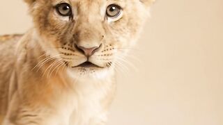 ANIMAL SMILE AND KISS 18