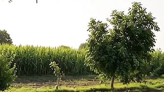 Quran majeed Islamic video 10