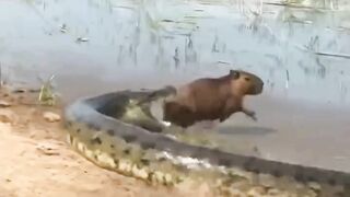 capivara desenho
