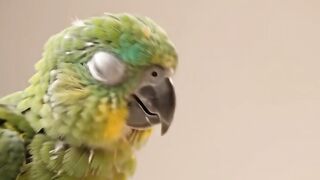 ANIMAL SMILE AND KISS 24