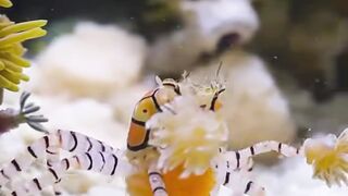 🦀🥊 O Caranguejo Que Usa Anêmonas Como Luvas!