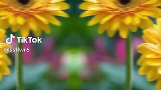Beautifull Flower 2
