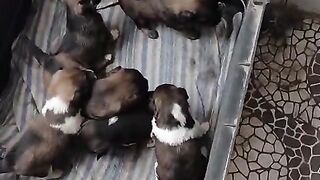 Cachorrinhos brincando
