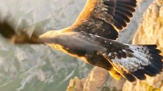 Majestic Eagle in the Mountain Sky