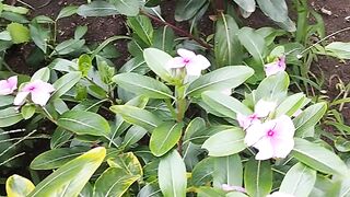 Flor linda