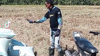 cara mengangkat gabah di sawah