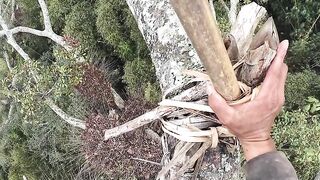 Deep in the jungle, high above the ground, an incredible wild honey harvest begins! 🐝🍯 Would you dare to climb this high? 🌳😱
