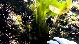 You Won’t Believe What Appeared Behind the Rocks 😳🐟