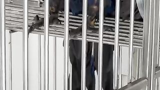 Passaro Iteliginte Papagaio Amasomas Brasil