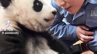 Cute Panda Baby