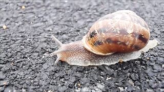 SNAIL A1590