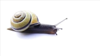 SNAIL A15901