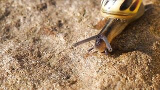 SNAIL A15902