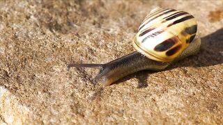 SNAIL A15903