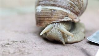 SNAIL A15904