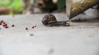 SNAIL A15905