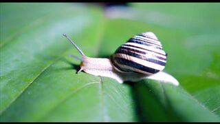 SNAIL A15906