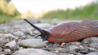 SNAIL A15907
