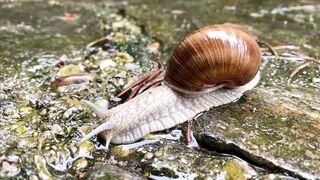 SNAIL A15908