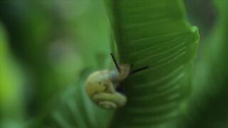 SNAIL A15909